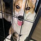家里还有俩 养不过来
