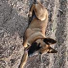 马犬