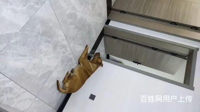 养了9年的比特的图片