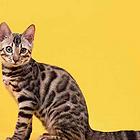 哪里有卖孟加拉豹猫的 玫瑰纹空心纹金豹银豹