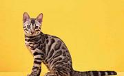 哪里有卖孟加拉豹猫的 玫瑰纹空心纹金豹银豹