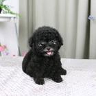 纯种韩系泰迪熊 茶杯玩具 可爱至极 购买有保障