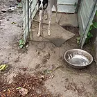转让一头格力犬，