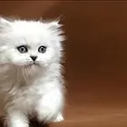 孝感纯种金吉拉猫舍 正规猫舍家庭式繁育