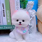 湖南衡阳本地纯种博美犬舍基地在哪   博美俊介多少钱一只