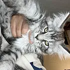 缅因猫1500带走标价就是售价（不议价）！自己家里