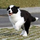 双血统边牧幼犬出售 品相好身体健康 疫苗驱虫已做完