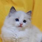 布偶猫价格 图片 多少钱一只 布偶猫粘人吗