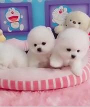 纯种博美犬 低价出售微信选狗直接视频