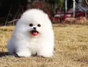 纯种博美犬 包健康好养.购买签协议.疫苗齐全