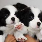 南通CKU认证犬舍 幼犬品相到位、价钱私聊
