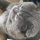折耳猫