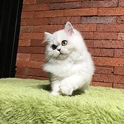 林芝纯种金吉拉猫舍 正规猫舍家庭式繁育
