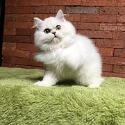 随州纯种金吉拉猫舍 正规猫舍家庭式繁育