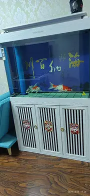 自家鱼缸