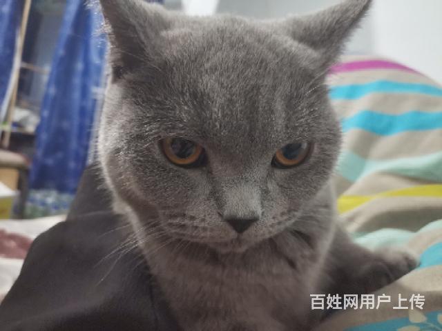 八九个月大蓝猫 品种正好养健康