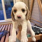 可卡布幼犬
