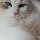 卖猫