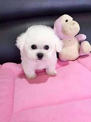 商丘【泰迪犬舍】地址泰迪市场价多少钱