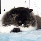 哪里有纯白棉花糖系列波斯猫卖的 波斯猫多少钱