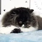 哪里有纯白棉花糖系列波斯猫卖的 波斯猫多少钱