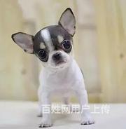 【货到付款犬舍】雅安恶霸犬多少钱 恶霸犬好养吗图
