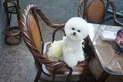 安庆本地出售精品飞耳比熊犬 比熊多少钱 比熊图片