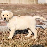 鞍山宠物店店主卖现货拉布拉多幼犬 金拉布拉多幼犬多少钱一只