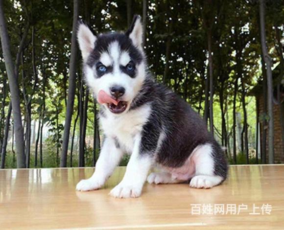 定西如何挑选好看的哈士奇 哈士奇怎么挑选技巧的图片