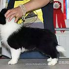 辽源买一只泰迪需要多少钱泰迪一般多少钱呢