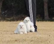 白山想买博美到哪里看靠谱，靠谱博美养殖户