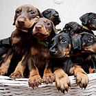出售杜宾幼犬，纯种健康，欢迎选购