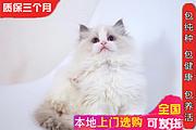 本地猫舍繁育精品布偶猫 满耳满背 疫苗齐全包健康