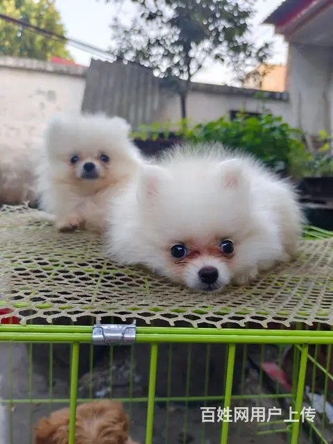 博美幼犬出售的图片