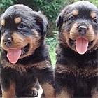 泰安犬舍推荐-正规养殖罗威纳的地方