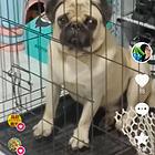 家养八哥犬种公小体爆毛比熊种公
