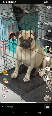 家养八哥犬种公小体爆毛比熊种公