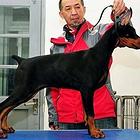 纯种杜宾 顶级杜宾犬 冠军血统 赛级品质 接受预定