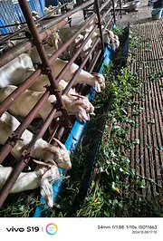 出售山羊，肉质鲜美，冬天羊肉温性滋补
