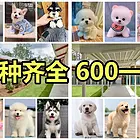 600一只丨品种齐全丨犬舍繁育丨包健康丨包纯种