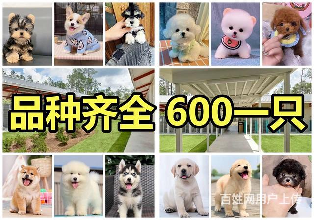 600一只丨品种齐全丨犬舍繁育丨包健康丨包纯种的图片