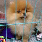 松原有什么靠谱的茶杯犬犬舍推荐吗