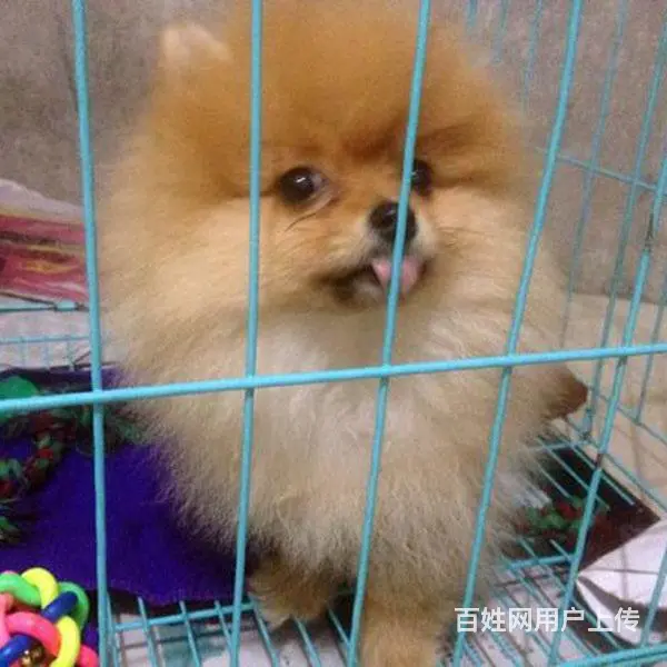 黄石犬舍推荐-正规养殖茶杯犬的地方的图片