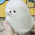 甘孜买一只博美需要多少钱，博美犬舍地址