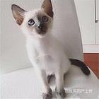 随州纯种暹罗幼猫价钱