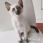 白山双血统暹罗猫送货上门