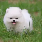 漯河CKU注册犬舍出售纯种博美幼犬质保三年 签署协