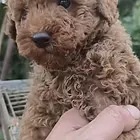小体泰迪出售