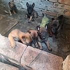 精品马犬幼犬