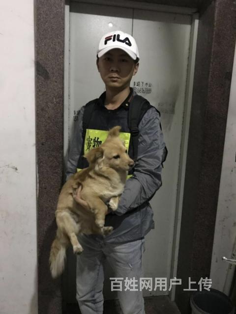 长沙狗狗丢了怎么办?找专业找猫寻狗团队刘伟来帮助